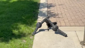 Robots That Don’t Give Up: The New Generation of Self‑Repairing Machines